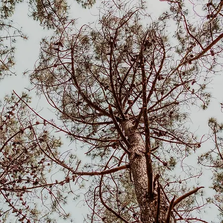 Dutchen Duynvoet Prázdninový dům