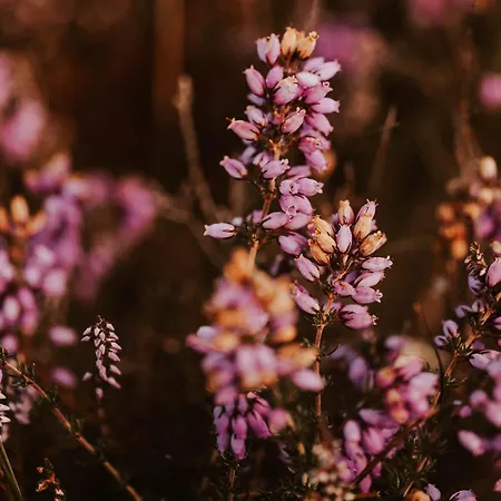 Dom wakacyjny Dutchen Duynvoet *