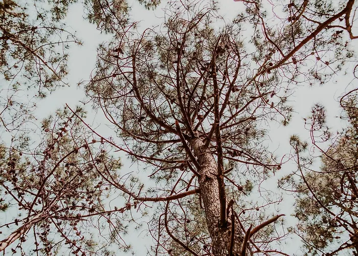 Dutchen Duynvoet Дом отдыха