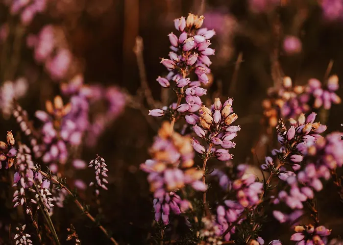 Дом отдыха Dutchen Duynvoet *